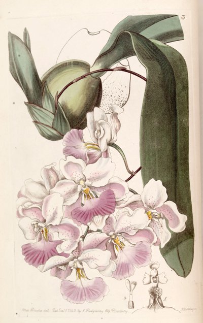 Cuitlauzinaドリフト（同種Oncidium citrosmum） 作： Miss Drake